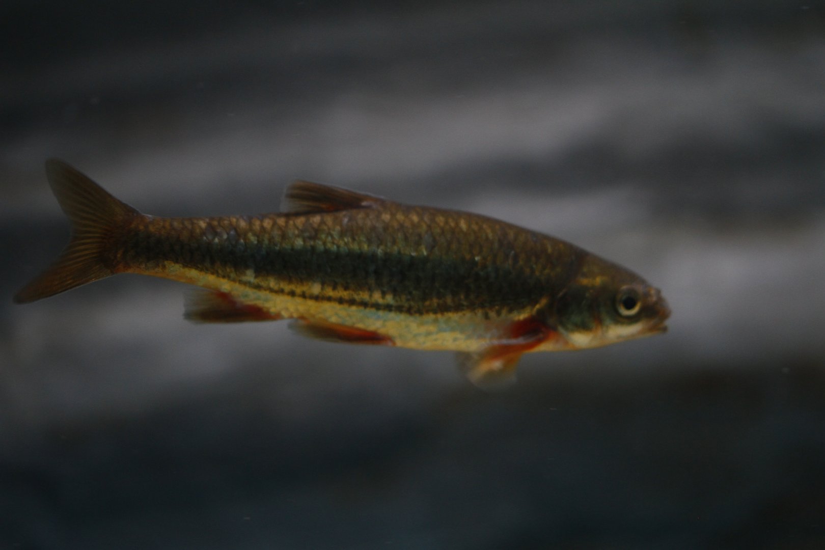 Calandino (Squalius alburnoides)