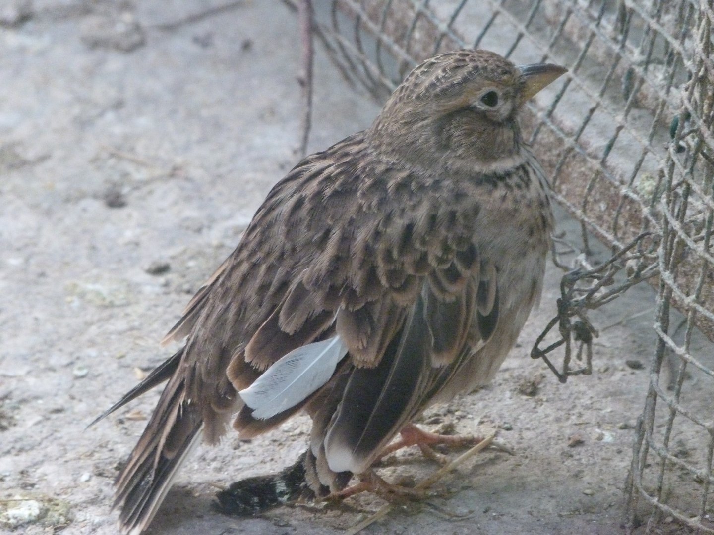 Calandra lark -Zoo de Santillana del Mar (2024)