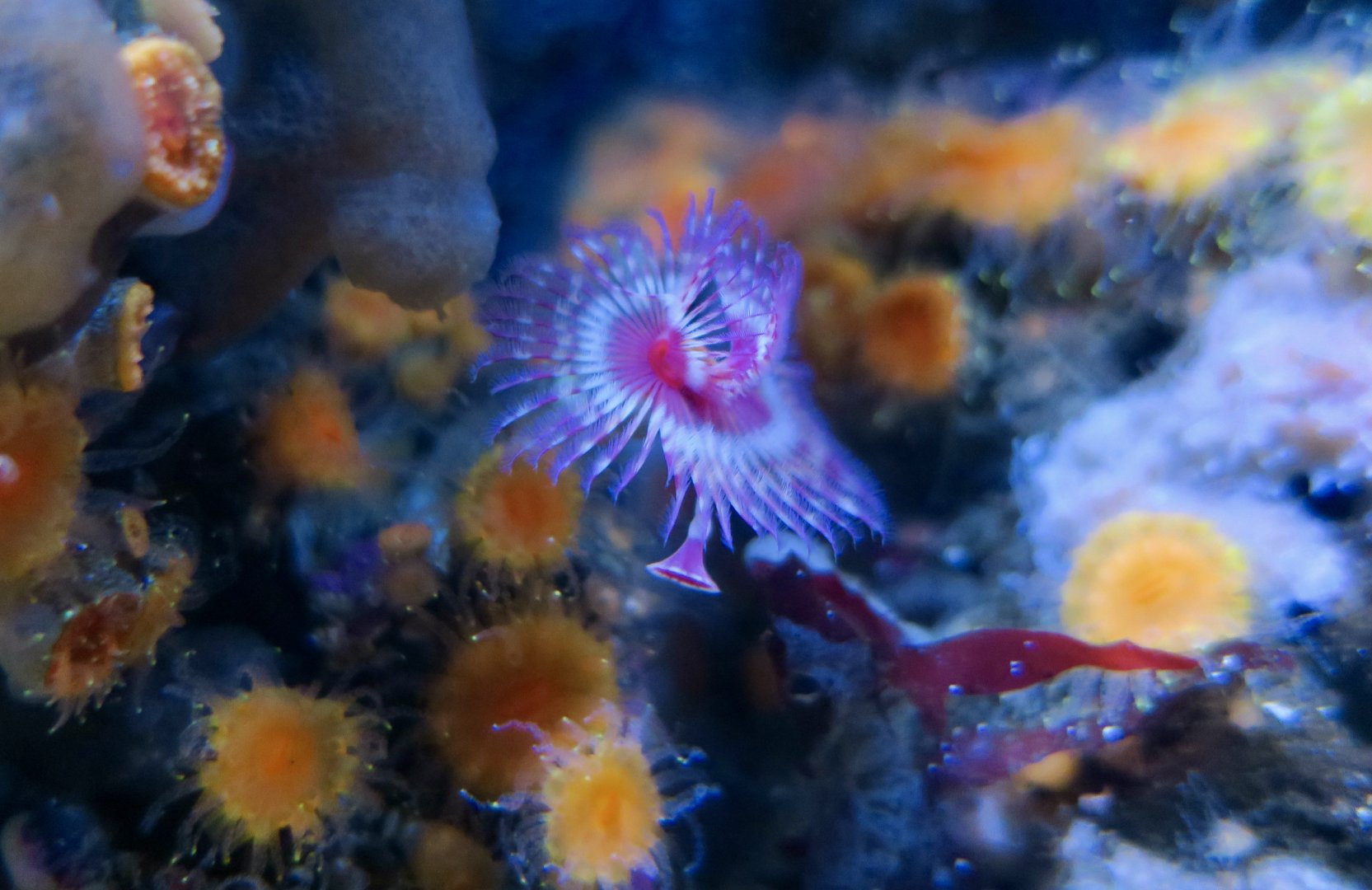 Calcareous Tubeworm (Serpula columbiana)