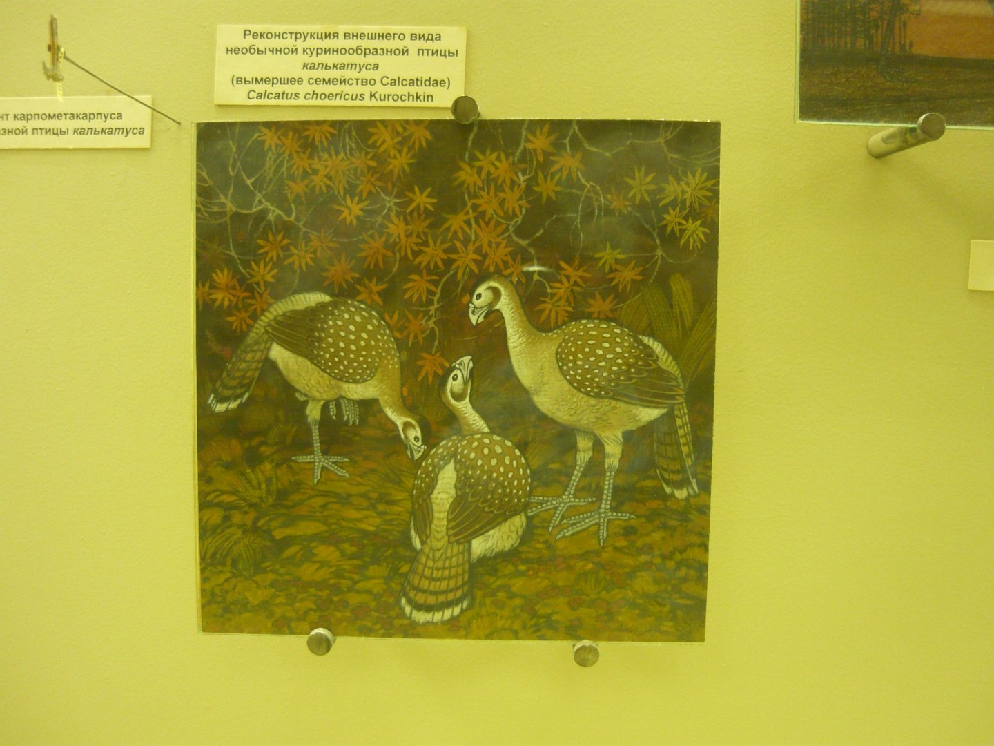 Calcatus choericus reconstruction