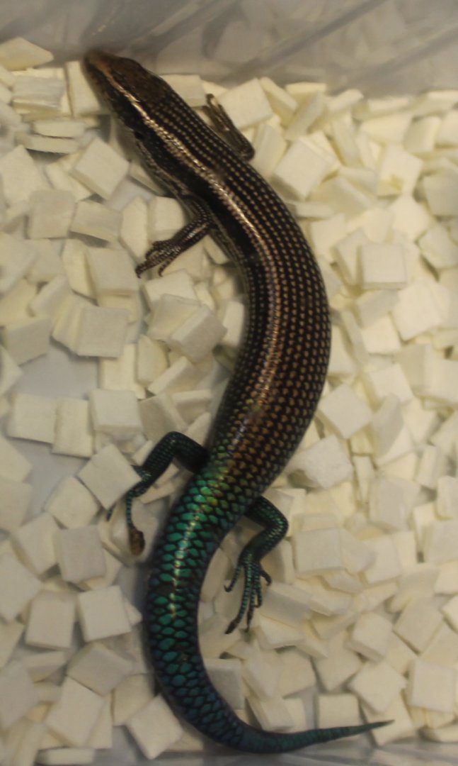 Calchides sexlineatus