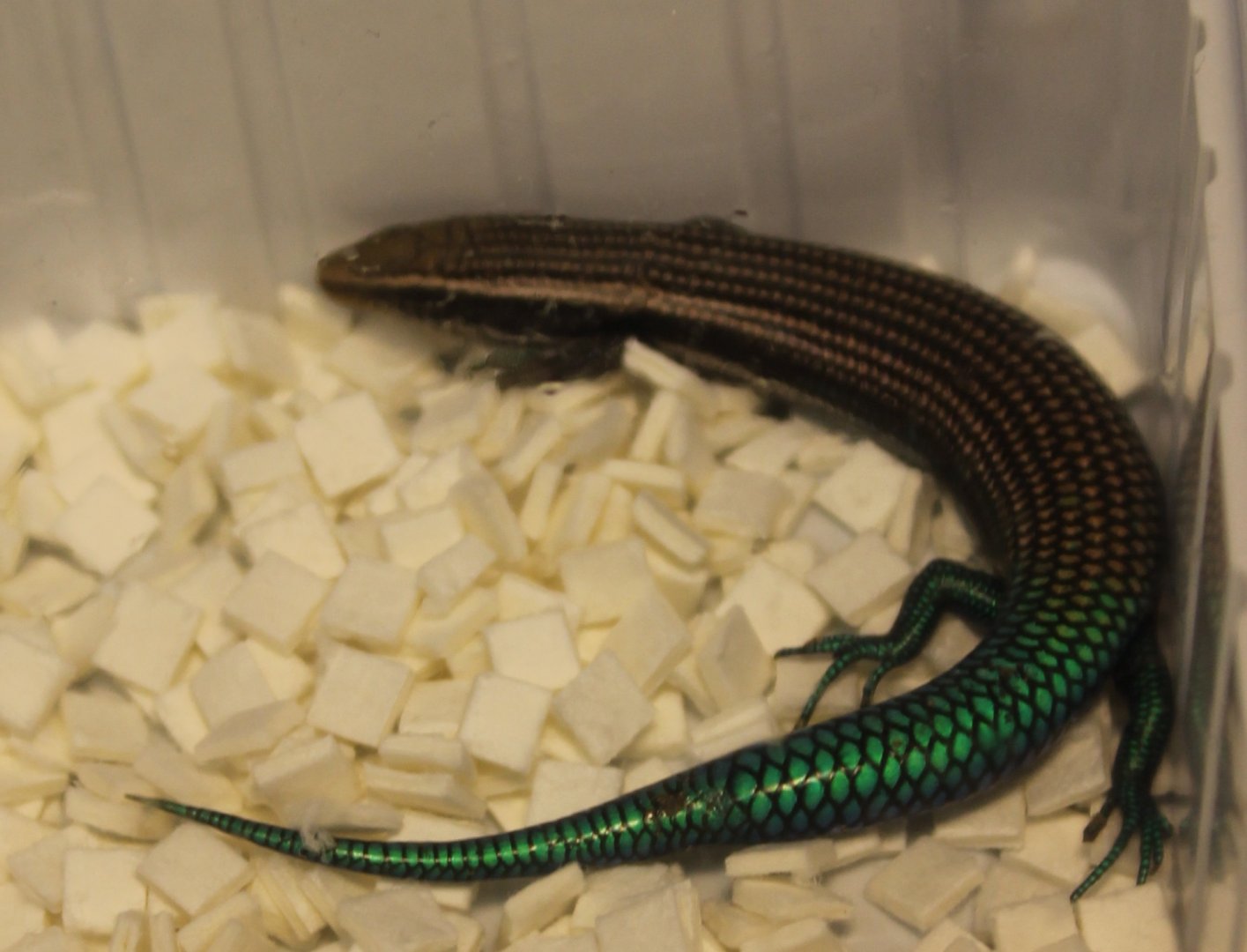 Calchides sexlineatus