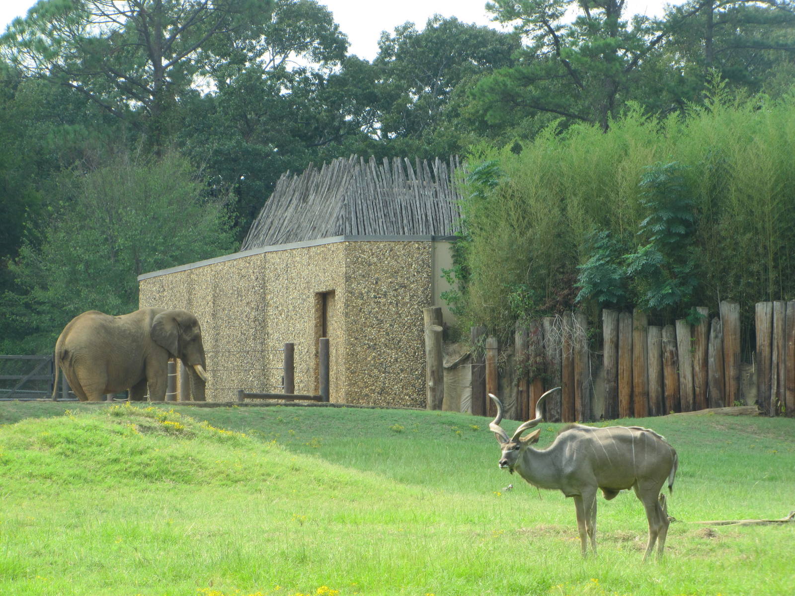 Caldwell Zoo 2010 - African Elephant and Greater Kudu in part of the brilli