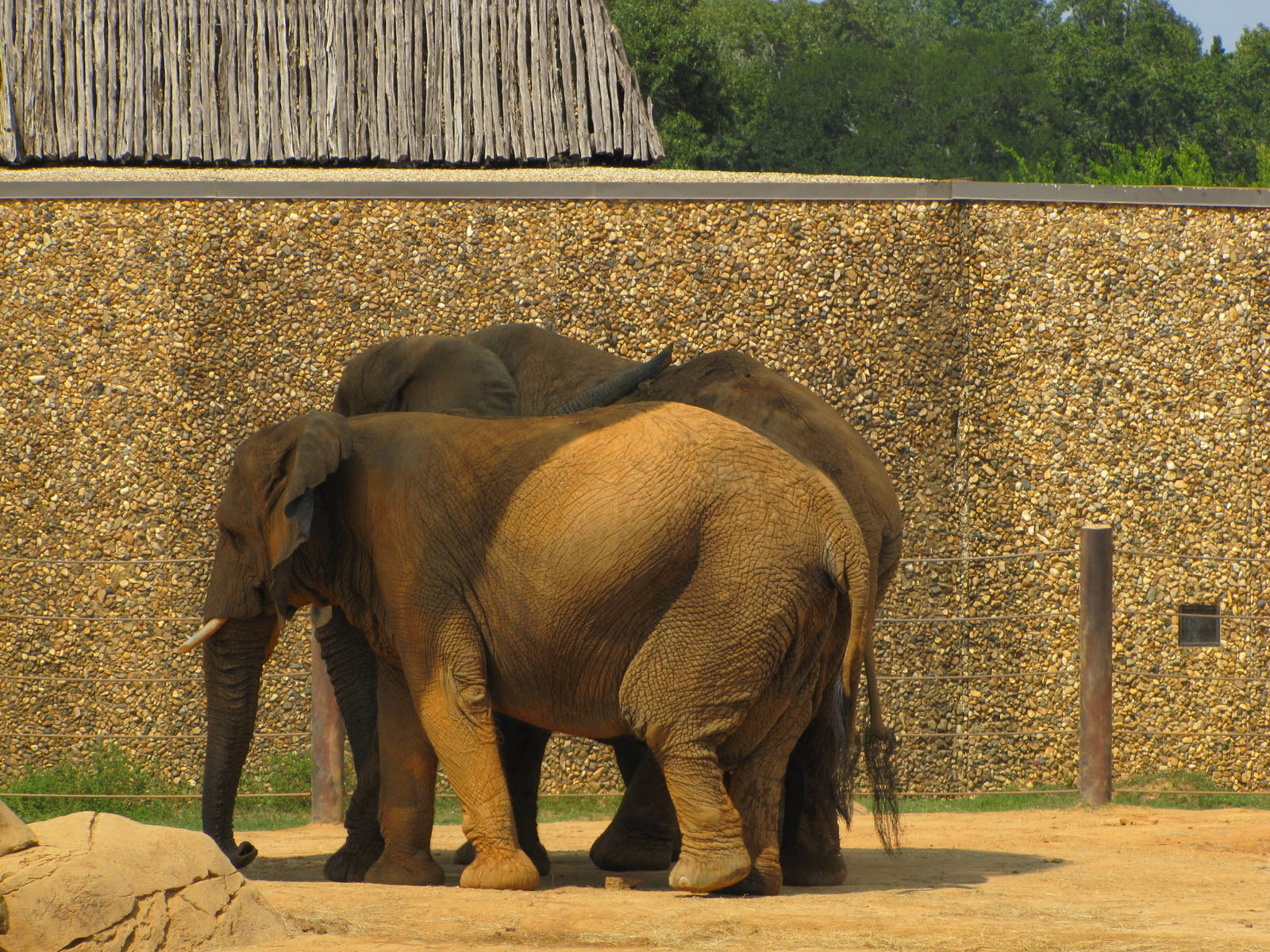 Caldwell Zoo 2010 - African Elephants
