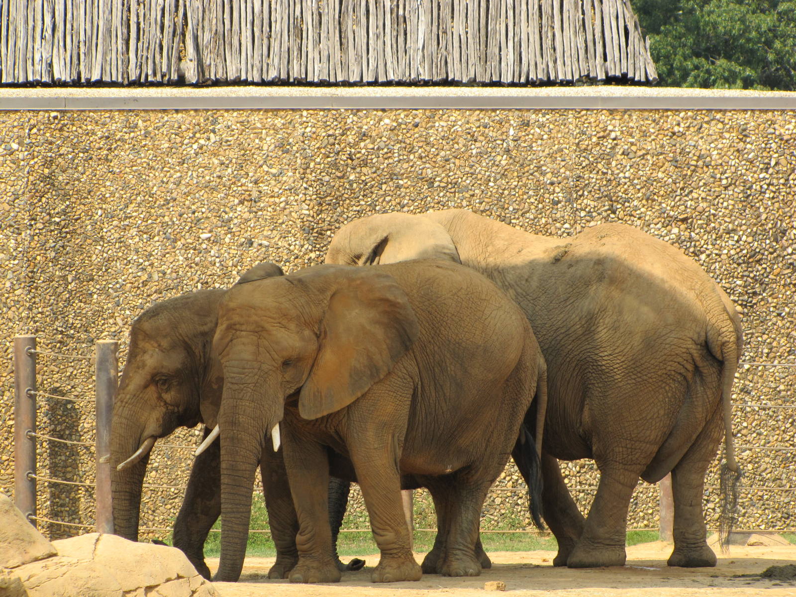 Caldwell Zoo 2010 - African Elephants
