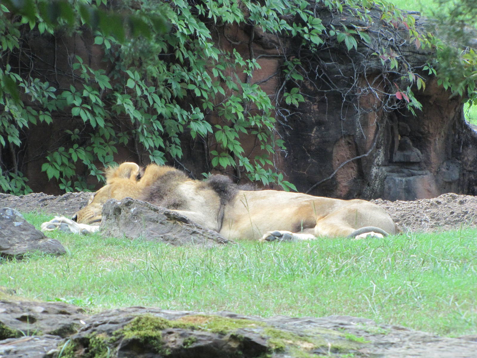 Caldwell Zoo 2010 - African Lion