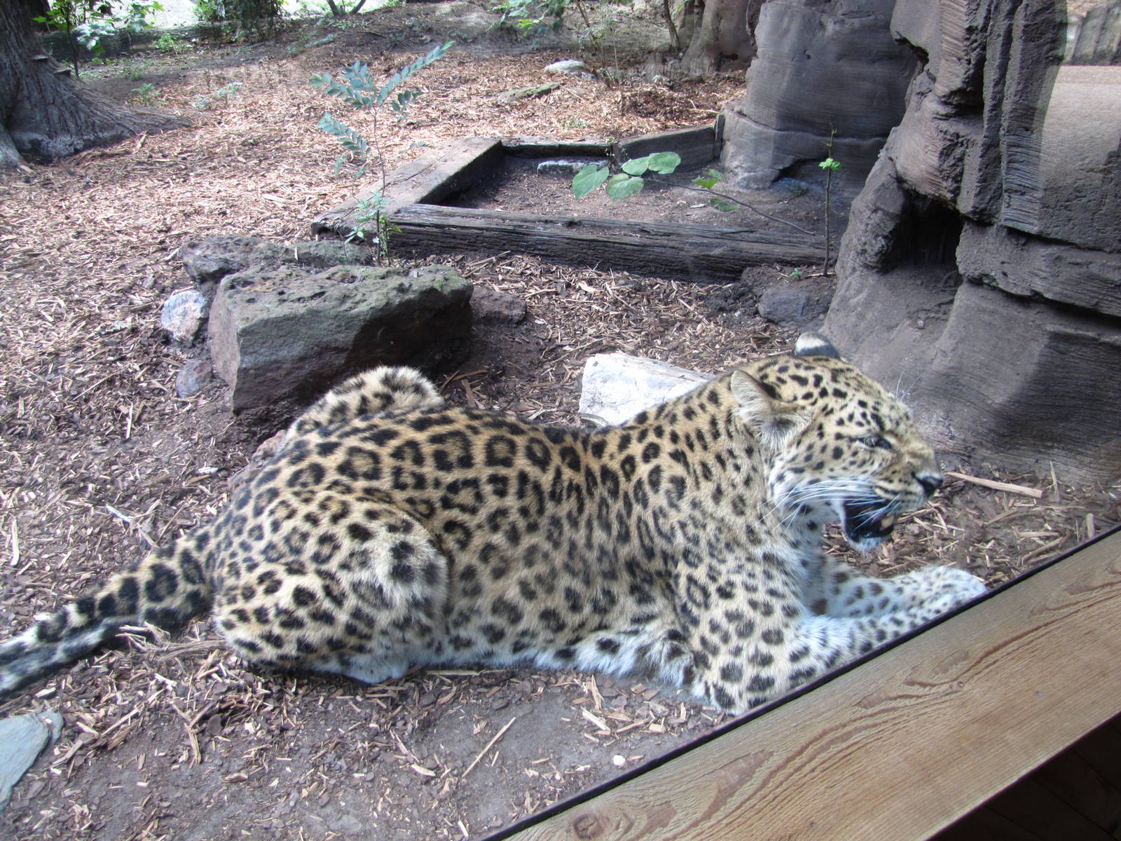 Caldwell Zoo 2010 - Amur Leopard in the Africa section