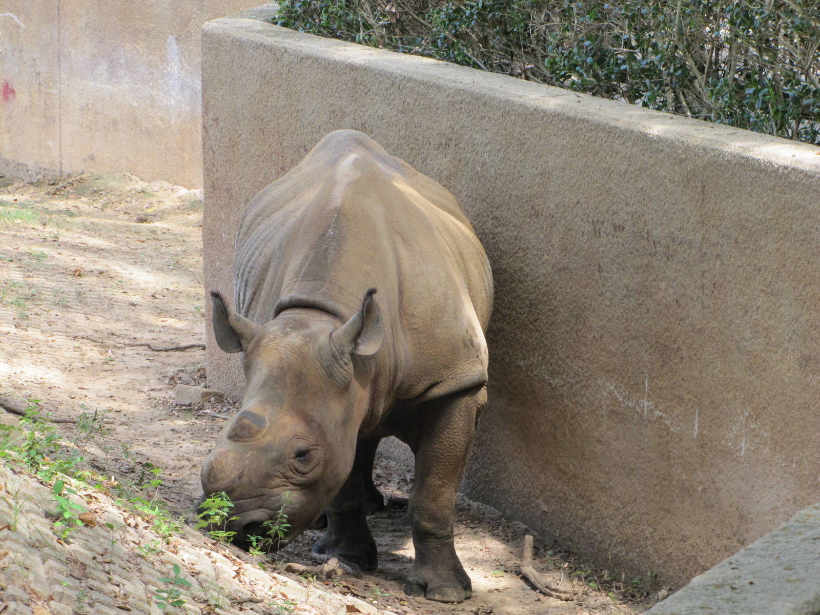 Caldwell Zoo 2010 - Black Rhinoceros