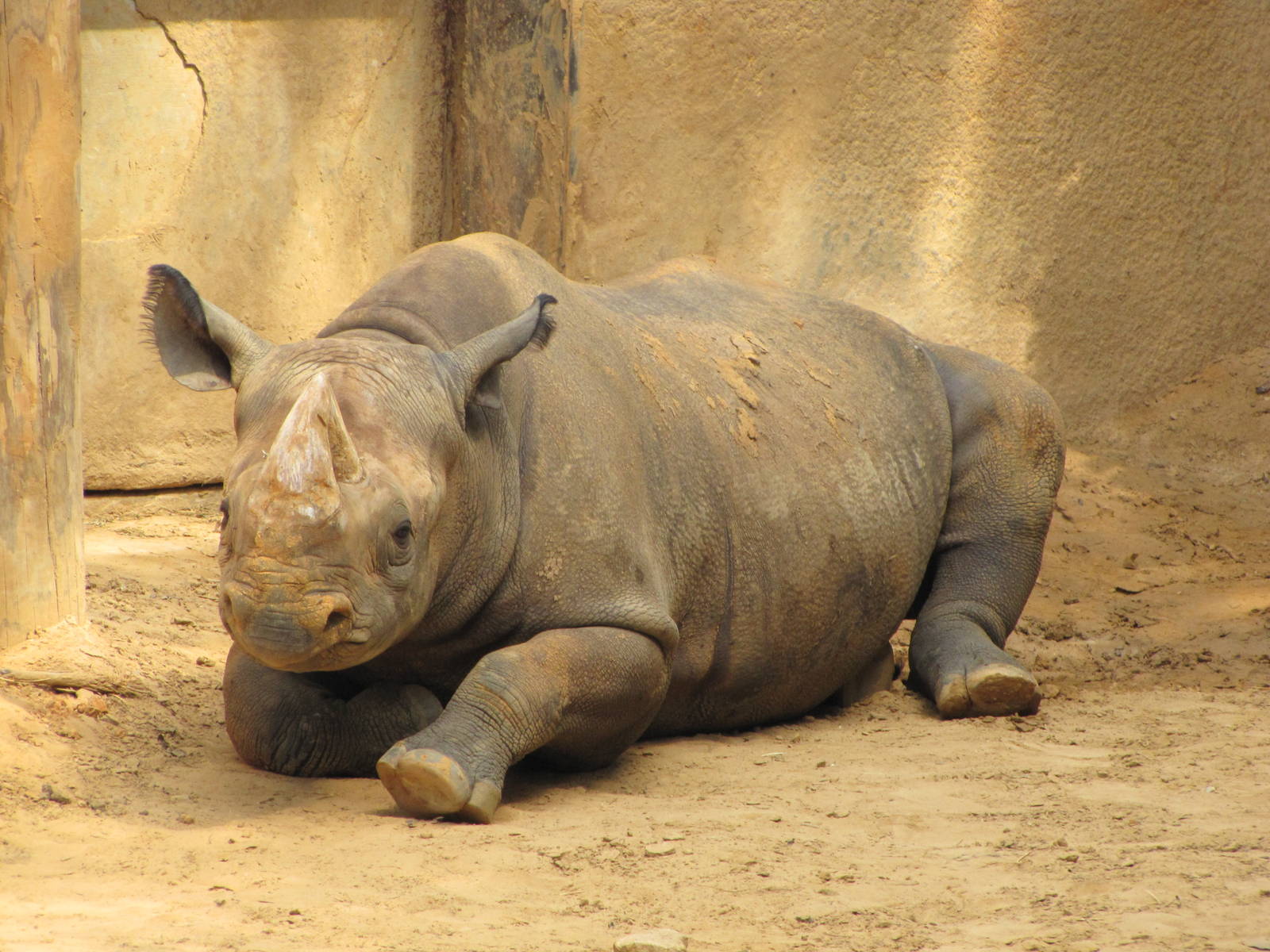 Caldwell Zoo 2010 - Black Rhinoceros
