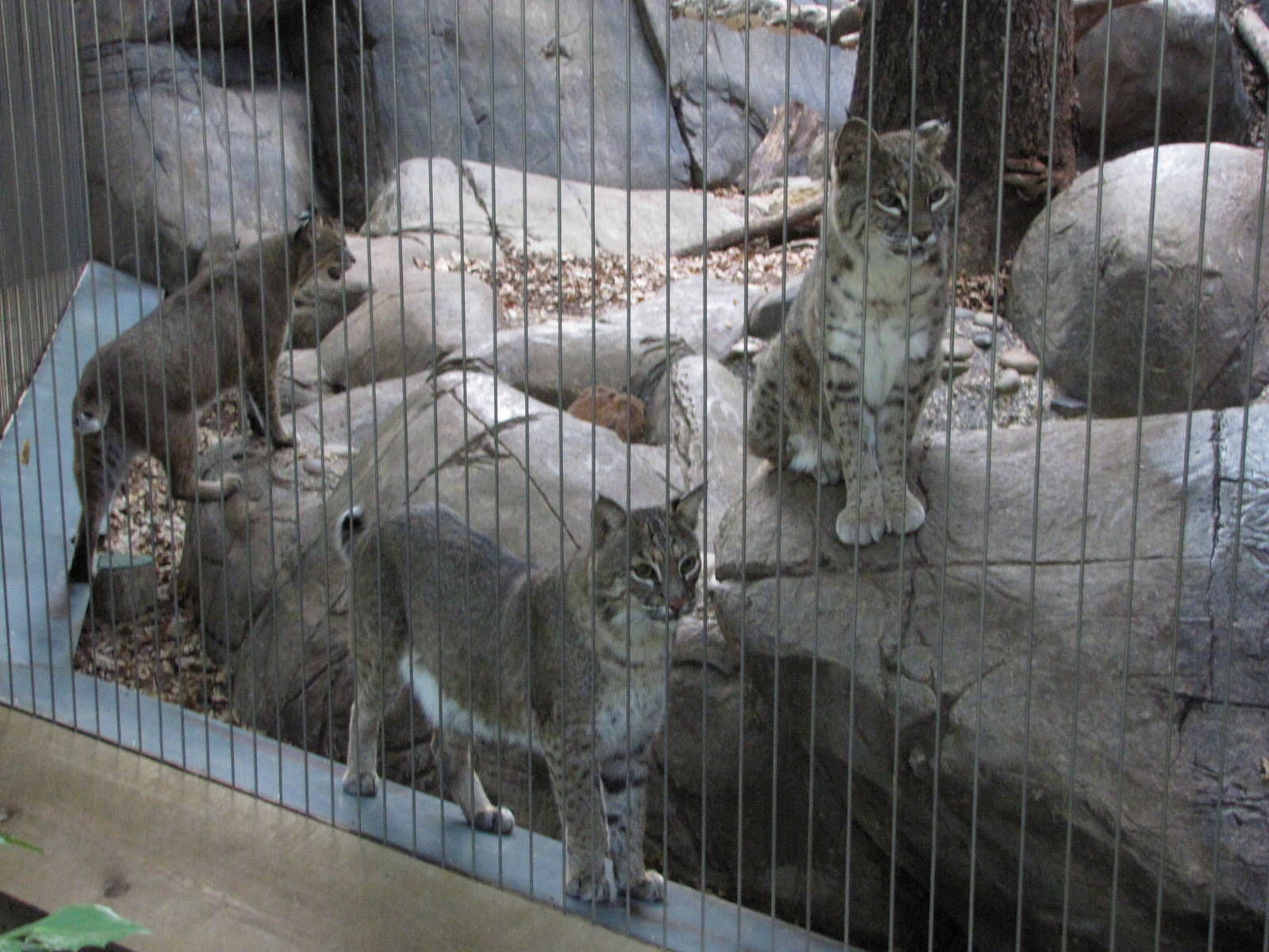 Caldwell Zoo 2010 - Bobcats in the North America section