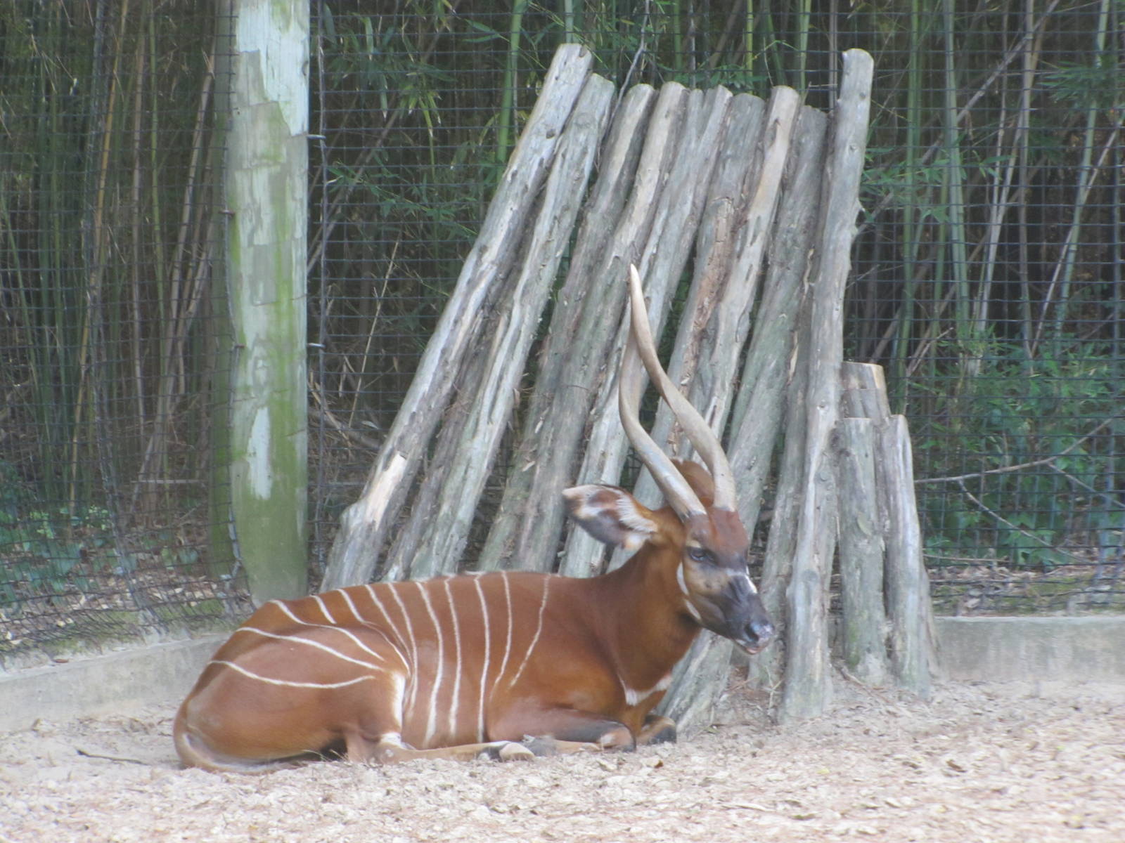 Caldwell Zoo 2010 - Bongo