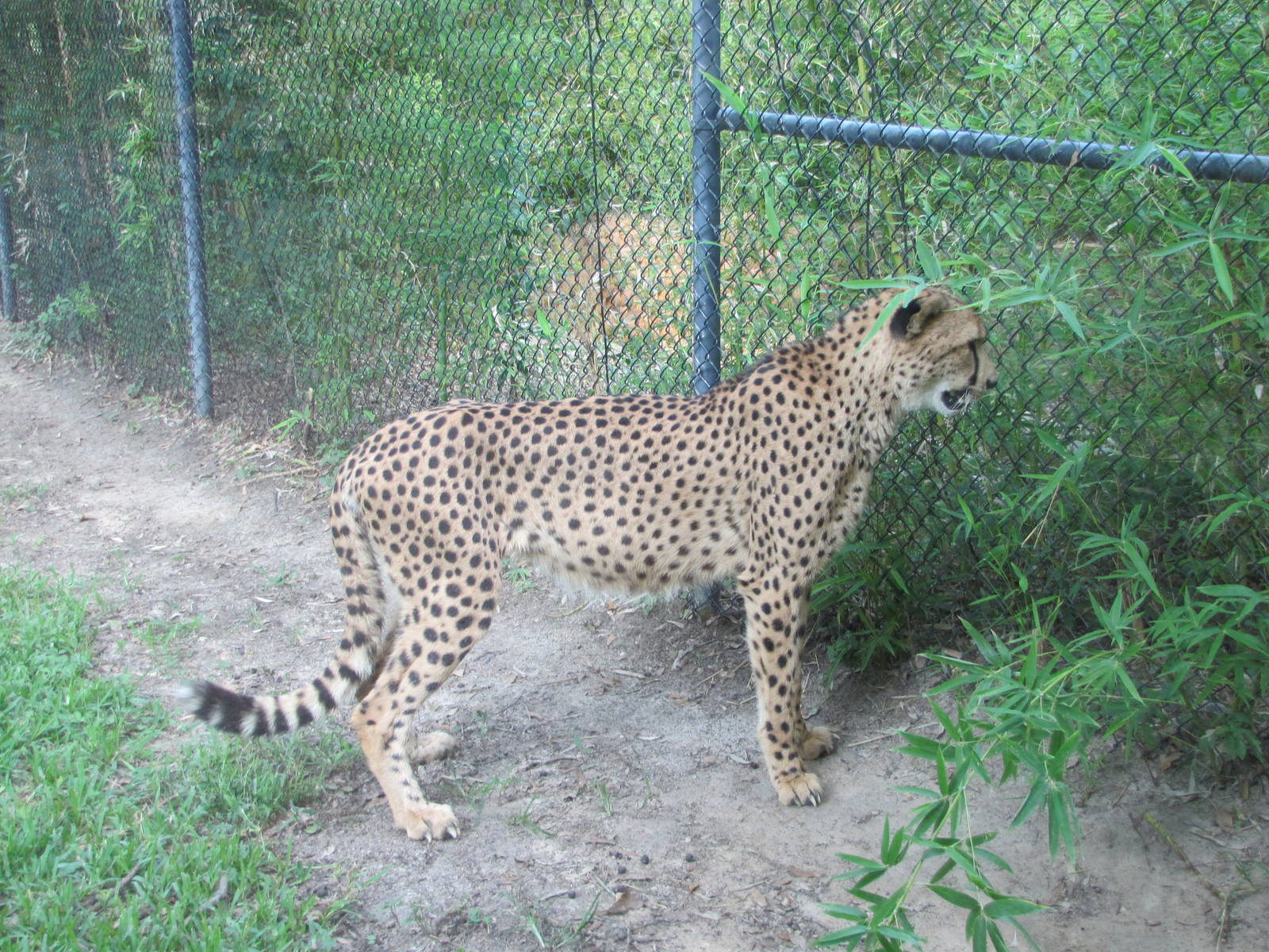 Caldwell Zoo 2010 - Cheetah
