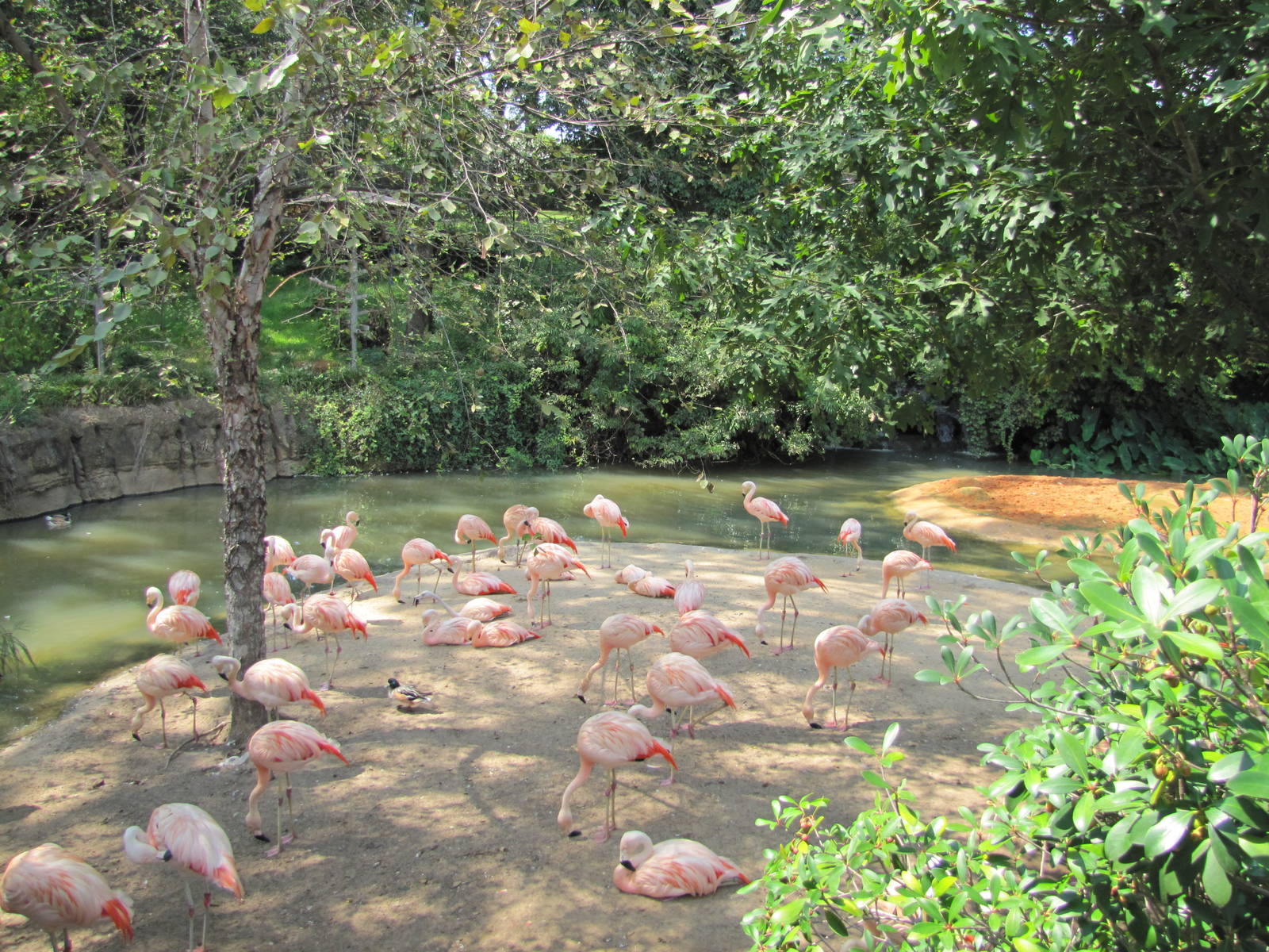 Caldwell Zoo 2010 - Flamingo exhibit in the South America section