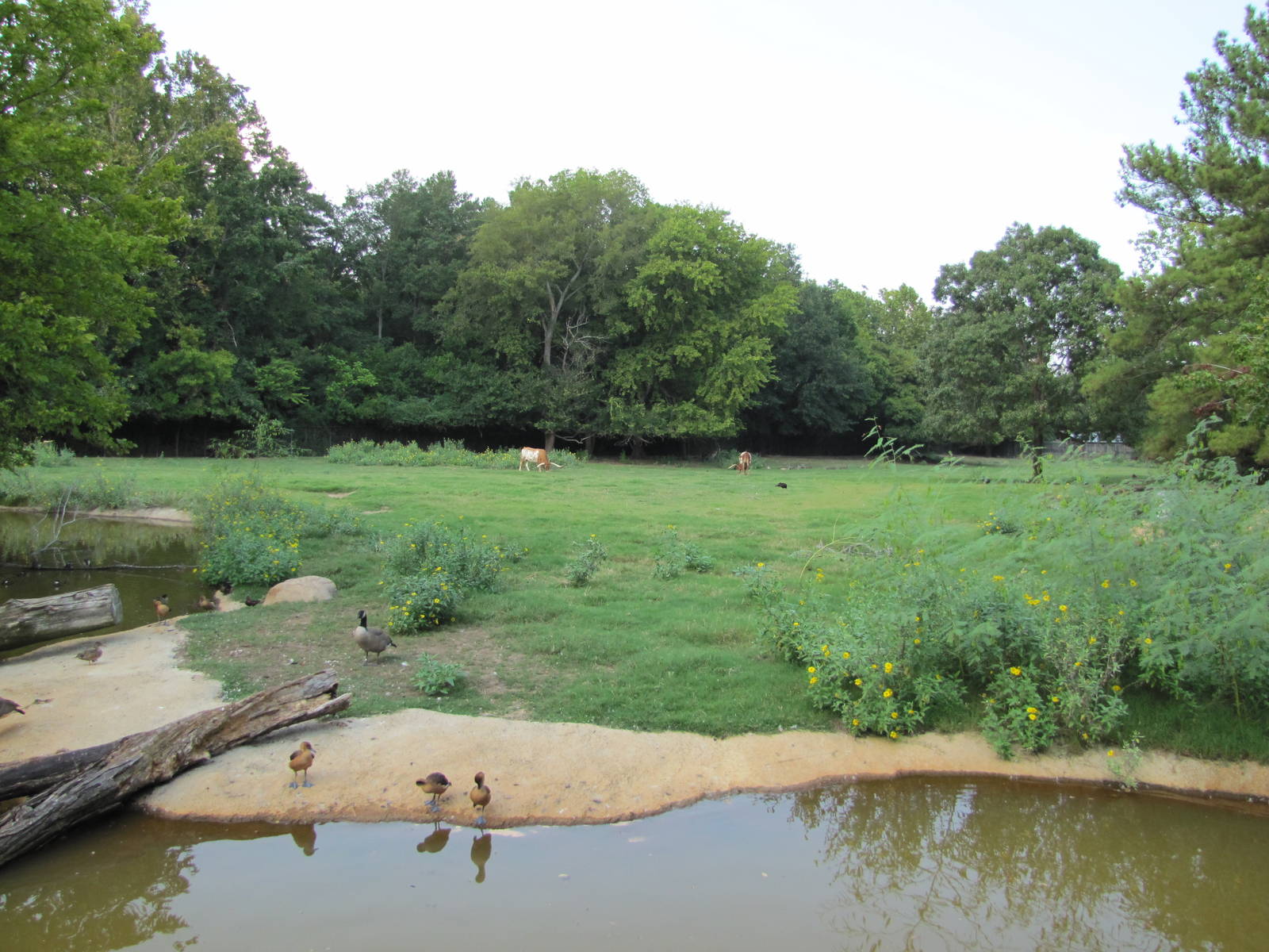 Caldwell Zoo 2010 - Grassy paddock for Texas Longhorn and formerly American