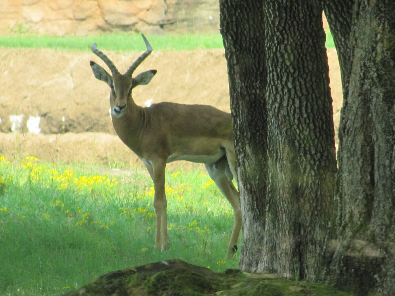 Caldwell Zoo 2010 - Impala in the brilliant African Savanna