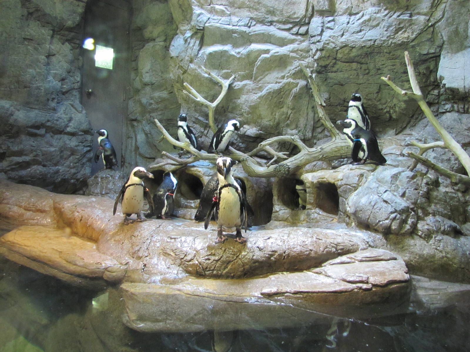 Caldwell Zoo 2010 - Jackass Penguins in the smaller of two exhibits