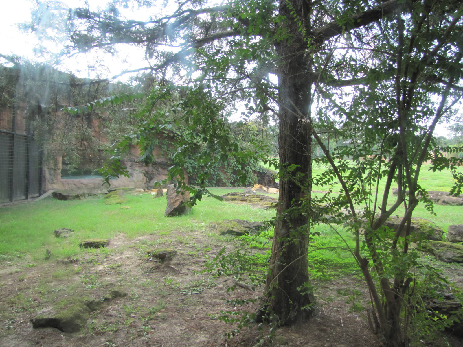 Caldwell Zoo 2010 - Left part of the African Lion exhibit