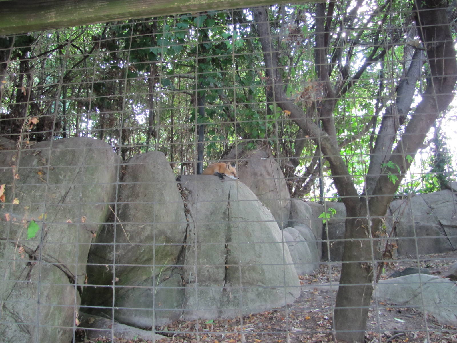 Caldwell Zoo 2010 - North American Red Fox exhibit