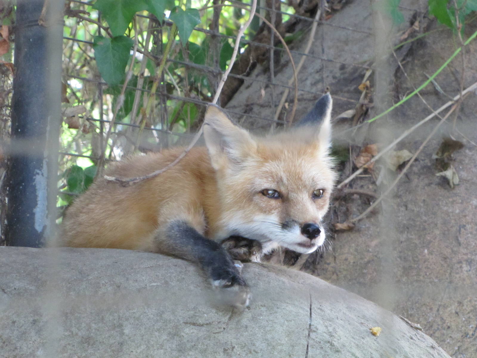 Caldwell Zoo 2010 - North American Red Fox