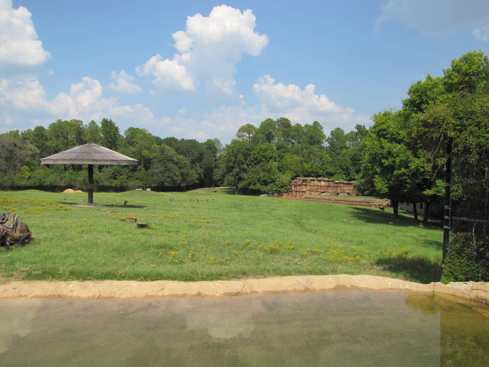 Caldwell Zoo 2010 - Part of the brilliant African Savanna
