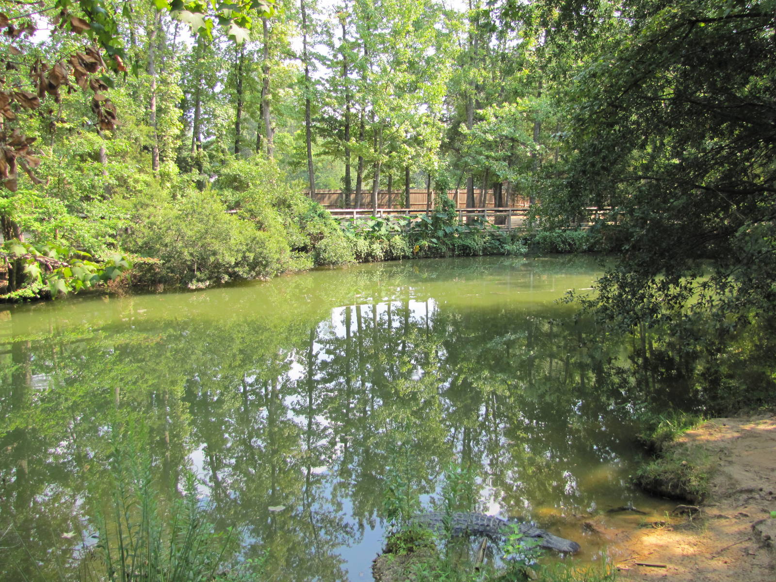 Caldwell Zoo 2010 - Part of the very naturalistic American Alligator exhibi