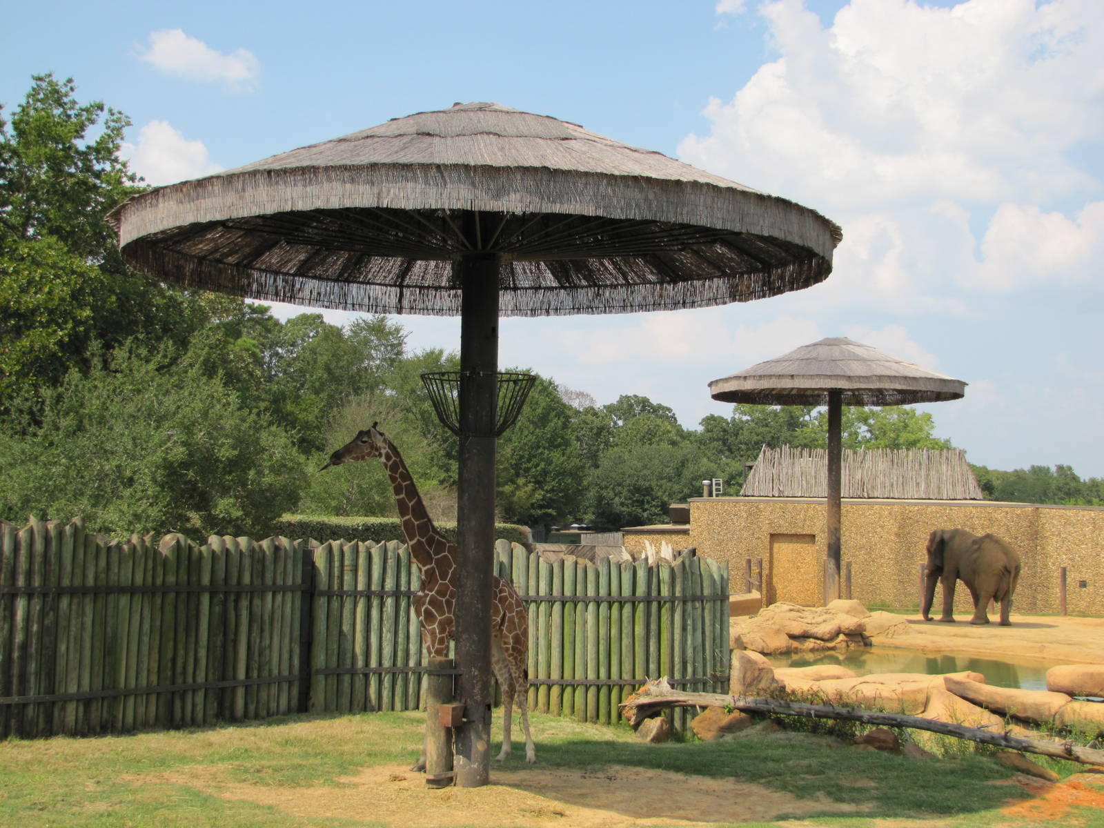 Caldwell Zoo 2010 - Reticulated Giraffe and African Elephant