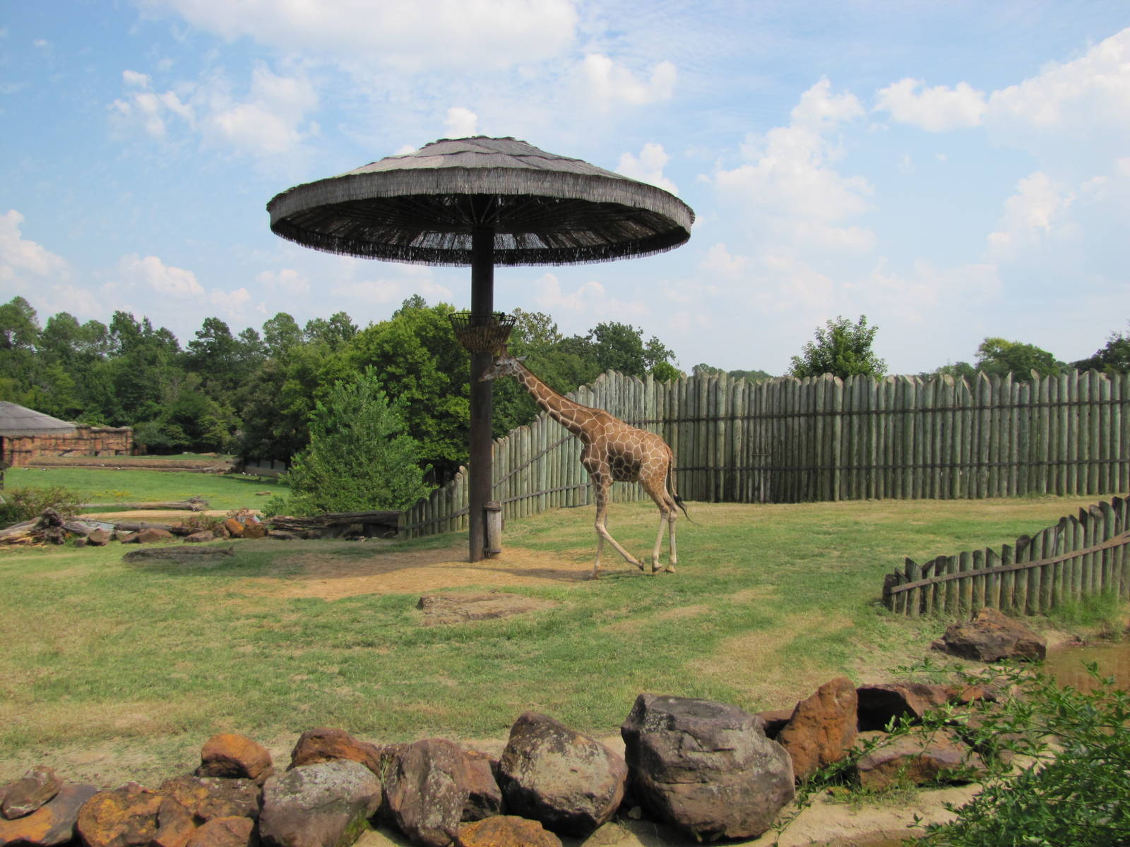 Caldwell Zoo 2010 - Reticulated Giraffe in part of the brilliant African Sa