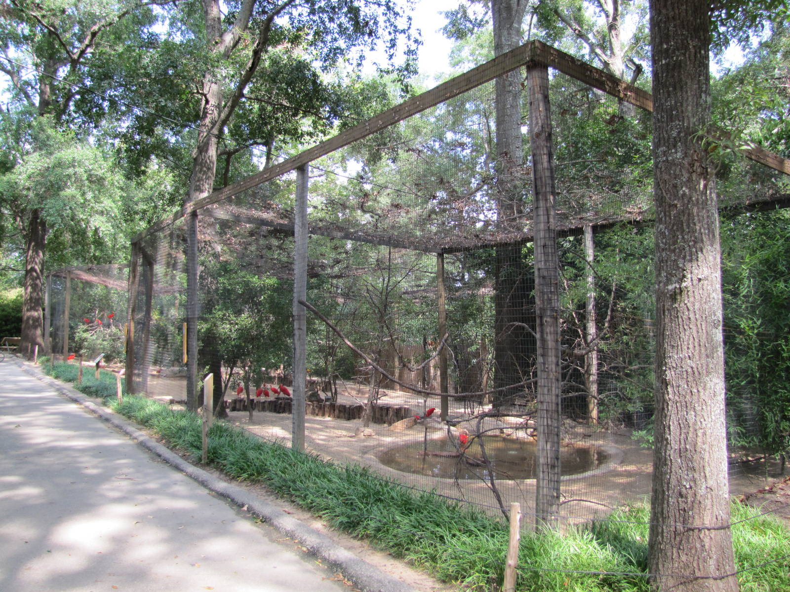 Caldwell Zoo 2010 - Scarlet Ibis aviary in the South America section