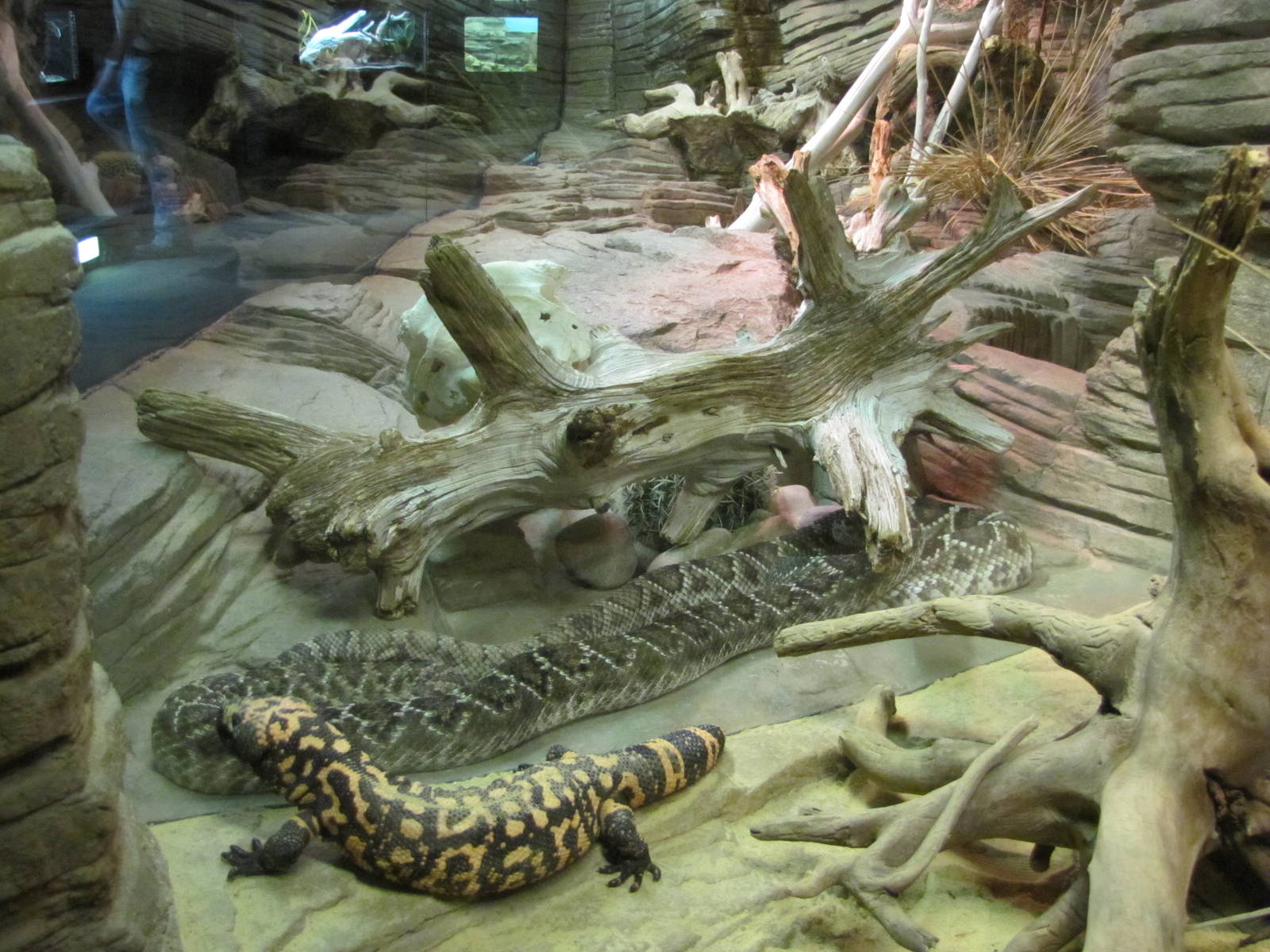 Caldwell Zoo 2010 - Western Diamond Rattlesnake and Gila Monster