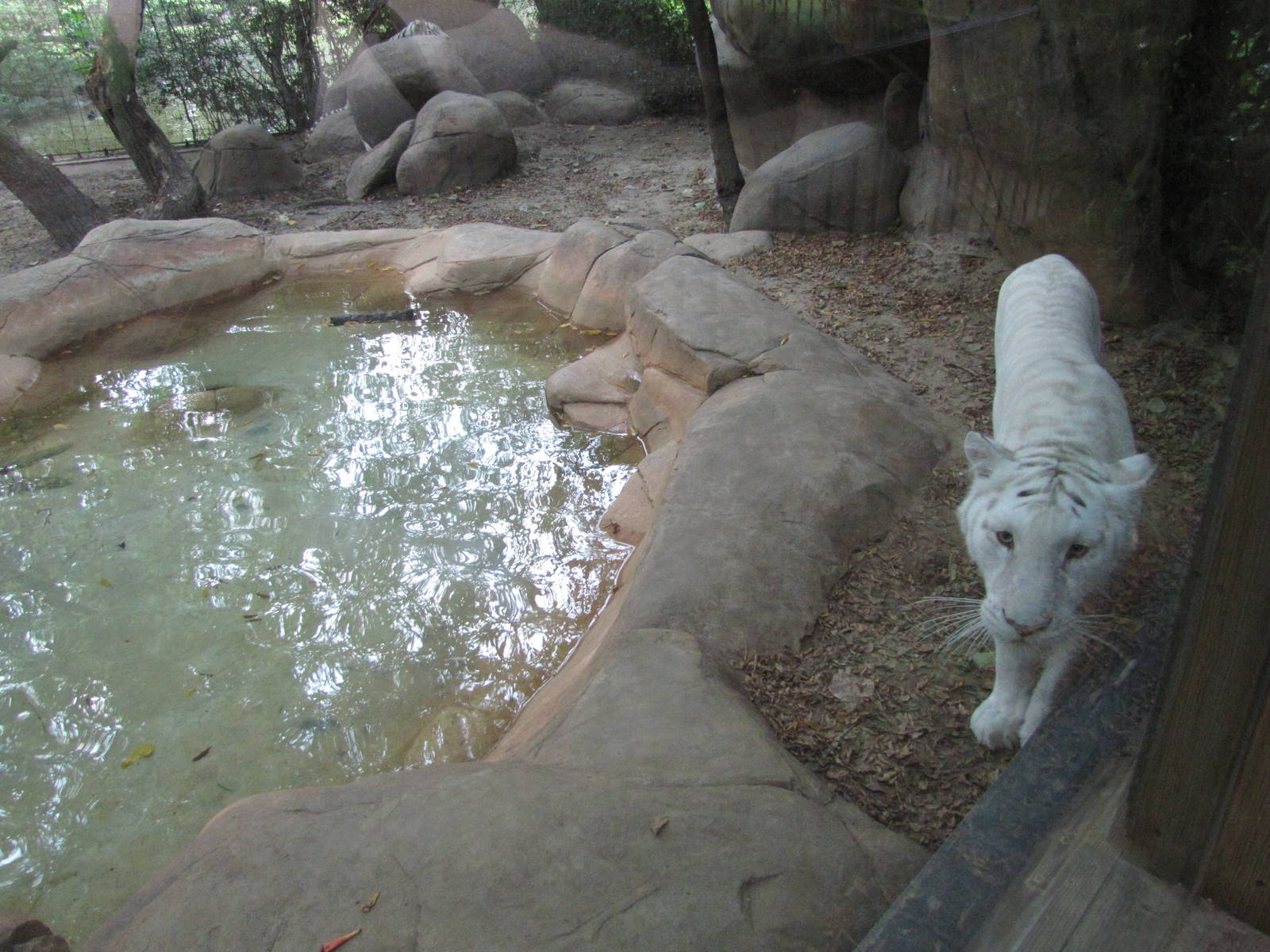 Caldwell Zoo 2010 - White Tiger as the second geographical violation