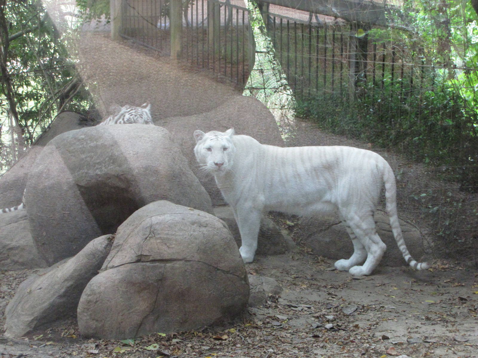 Caldwell Zoo 2010 - White Tigers as the second geographical violation