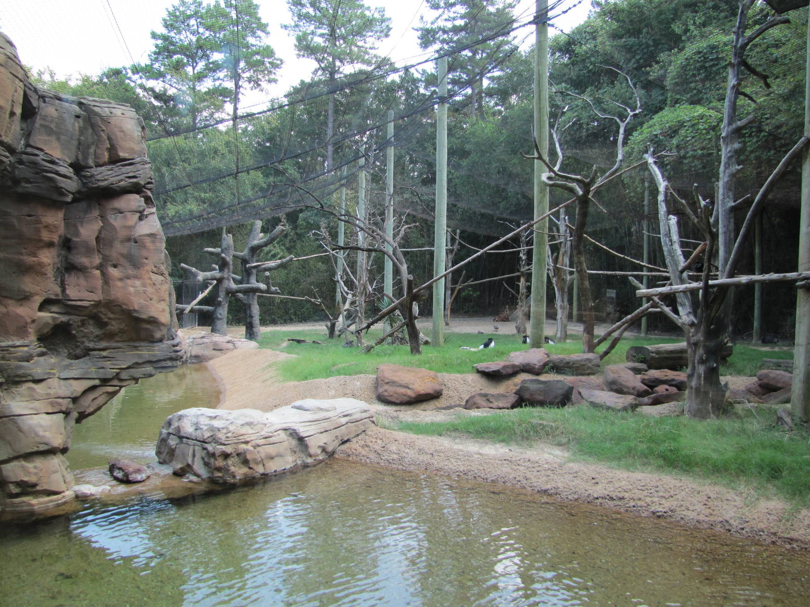 Caldwell Zoo 2010 - Yellow-backed Duiker, Bongo and Colobus mixed exhibit