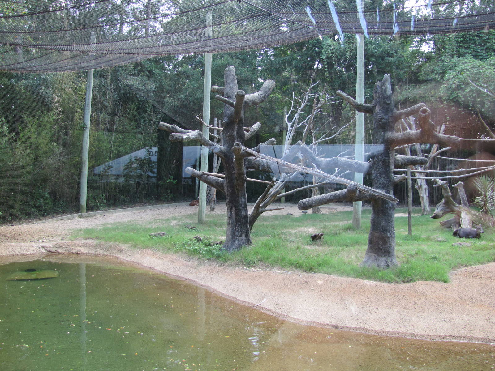 Caldwell Zoo 2010 - Yellow-backed Duiker, Bongo and Colobus mixed exhibit