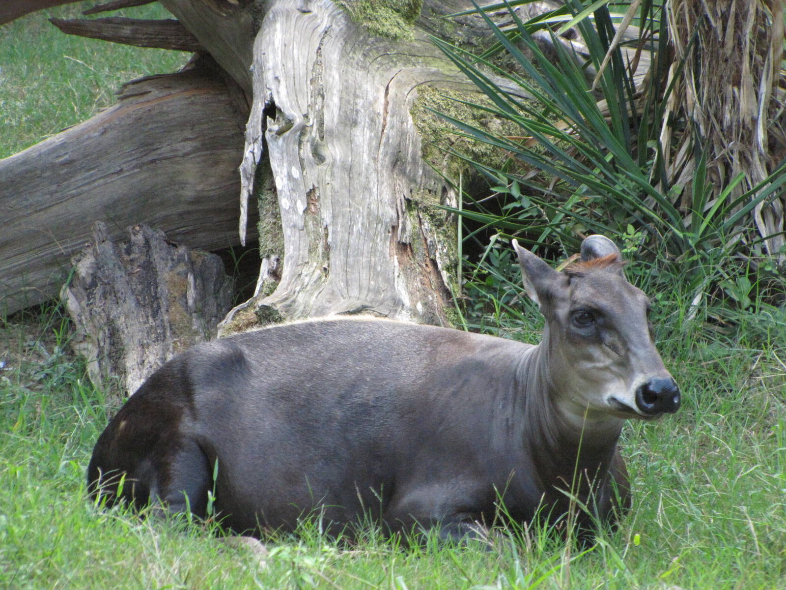 Caldwell Zoo 2010 - Yellow-backed Duiker
