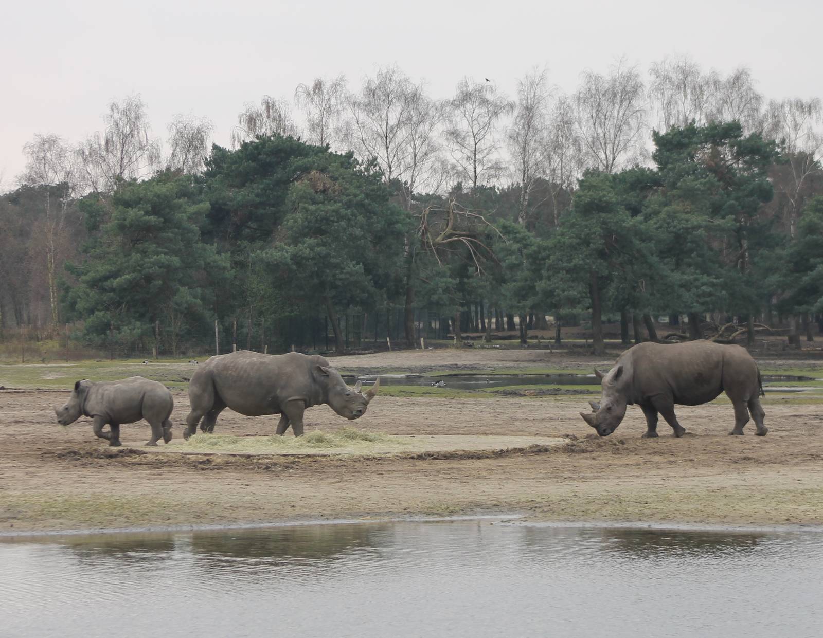 Calf, mother and newly arrived male White rhinos