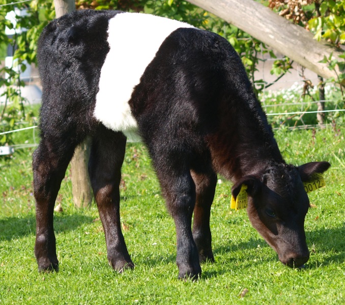 Calf of Dutch belted cow (May 2nd, 2015)