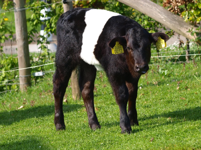 Calf of Dutch belted cow (May 2nd, 2015)