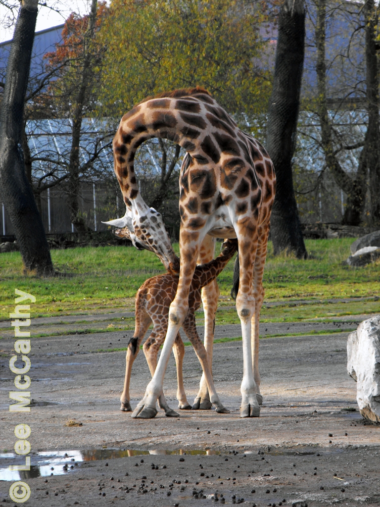 Calf suckling from mother Aoife