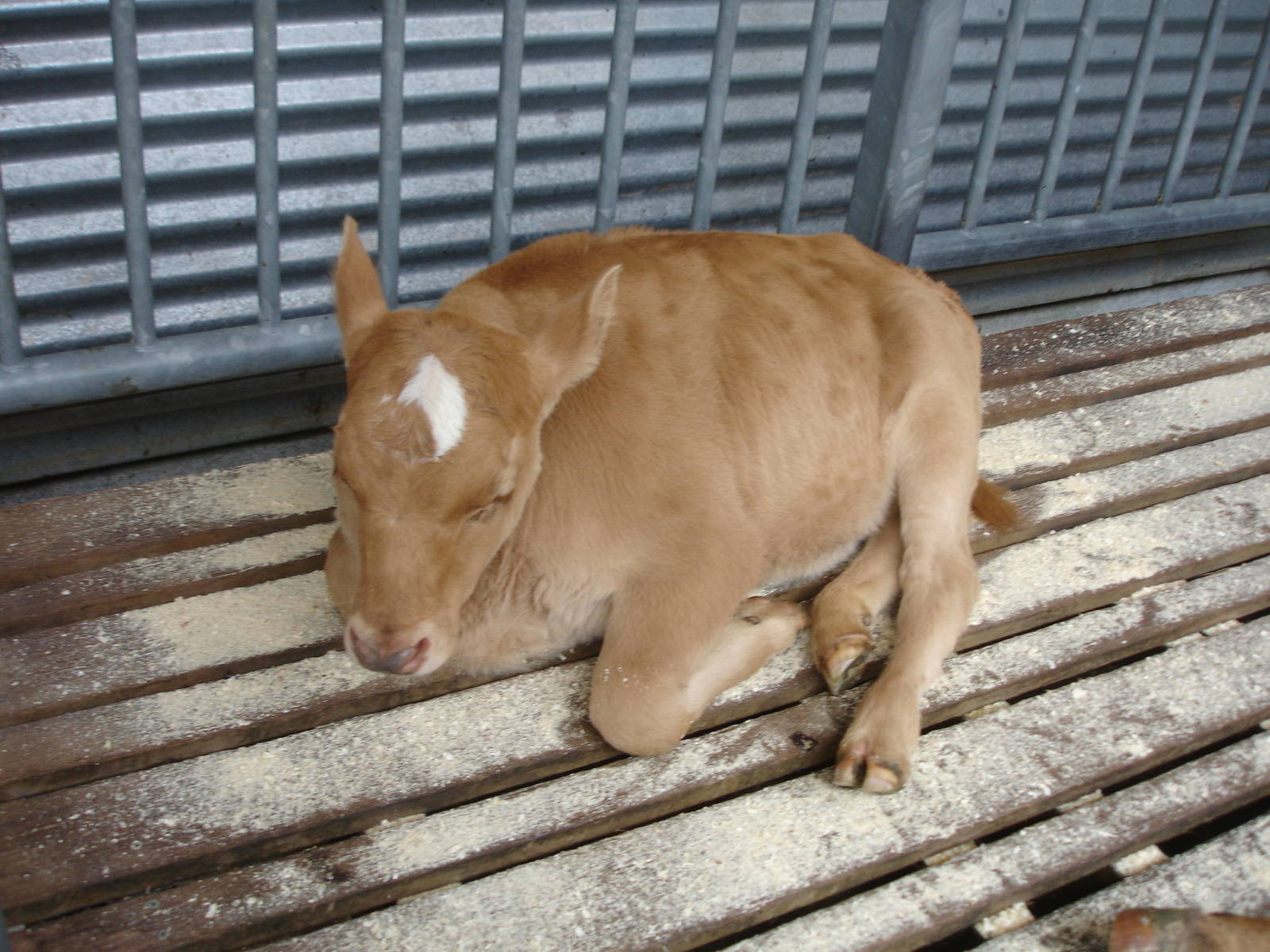 Calf