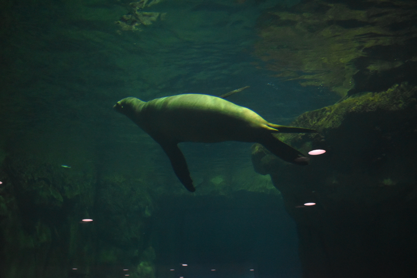 Cali Sea Lion