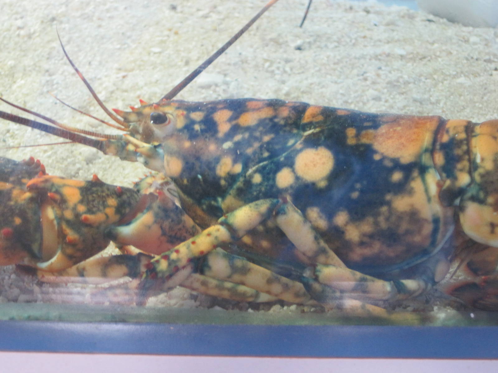 Calico Lobster