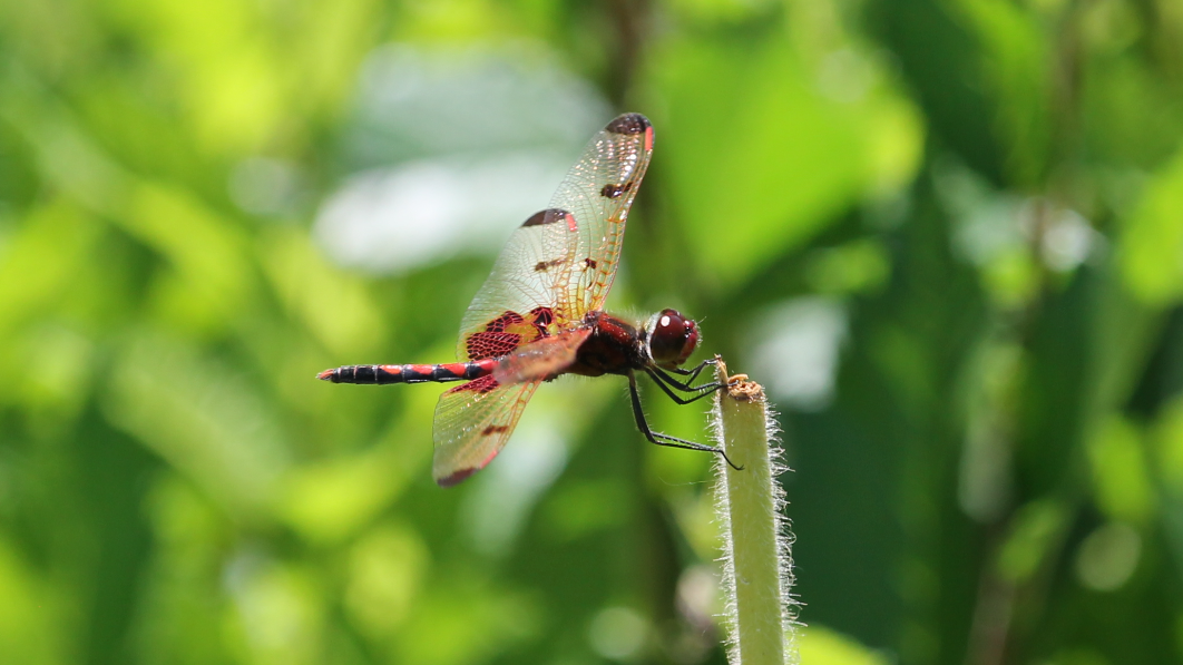 Calico Pennant (Celithemis elisa)