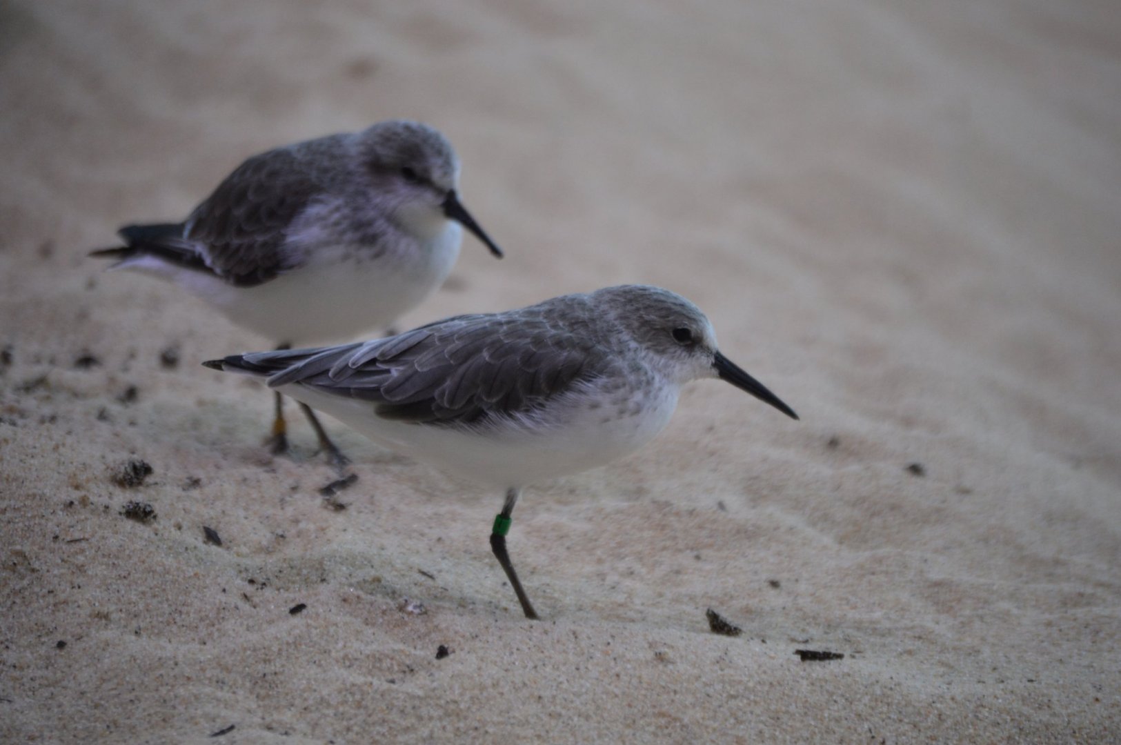 Calidris mauri