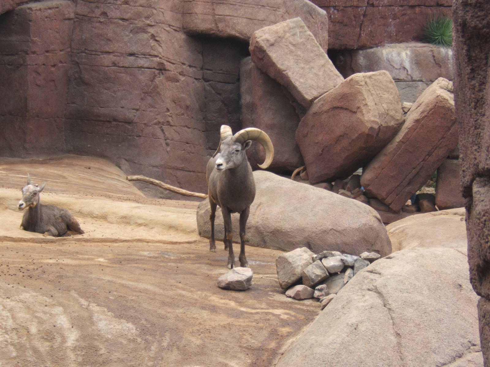 Californain Big Horn Sheep