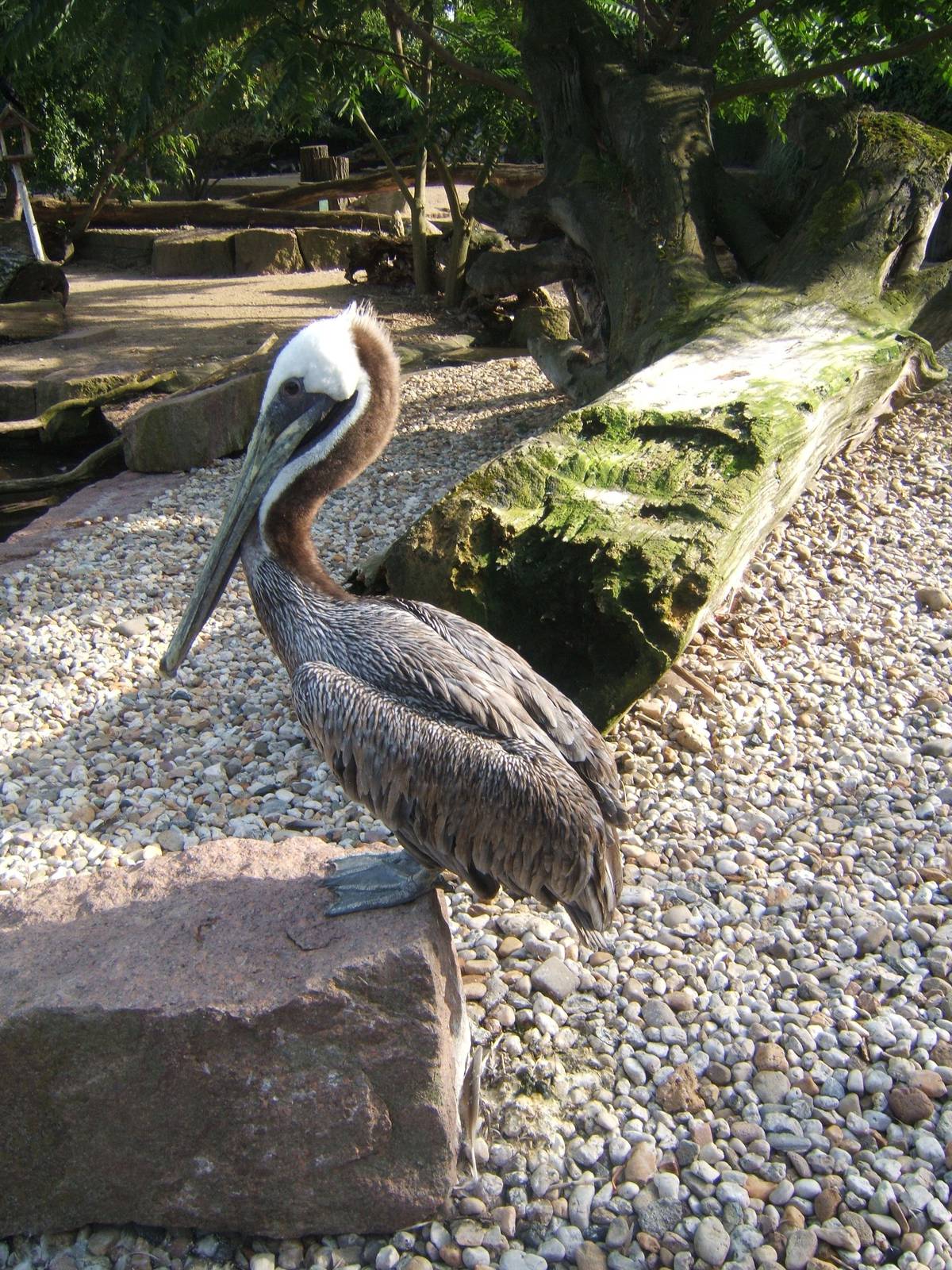 Californain Brown Pelican (Pelecanus occidentalis californicus)