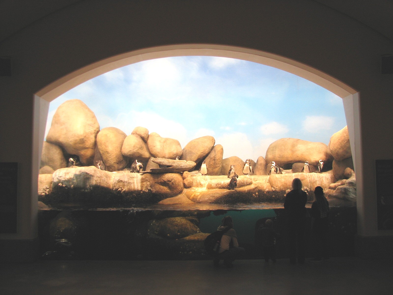 California Academy of Sciences - African Penguin Exhibit