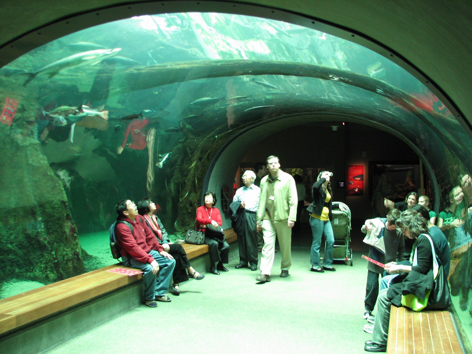 California Academy of Sciences - Osher Rain Forest's Aquarium