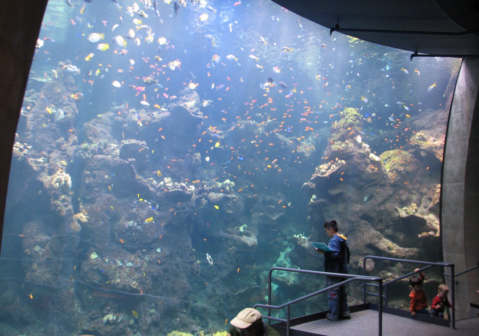 California Academy of Sciences - Steinhart Aquarium