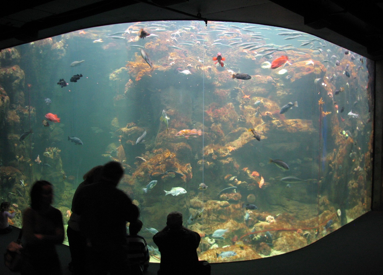 California Academy of Sciences - Steinhart Aquarium