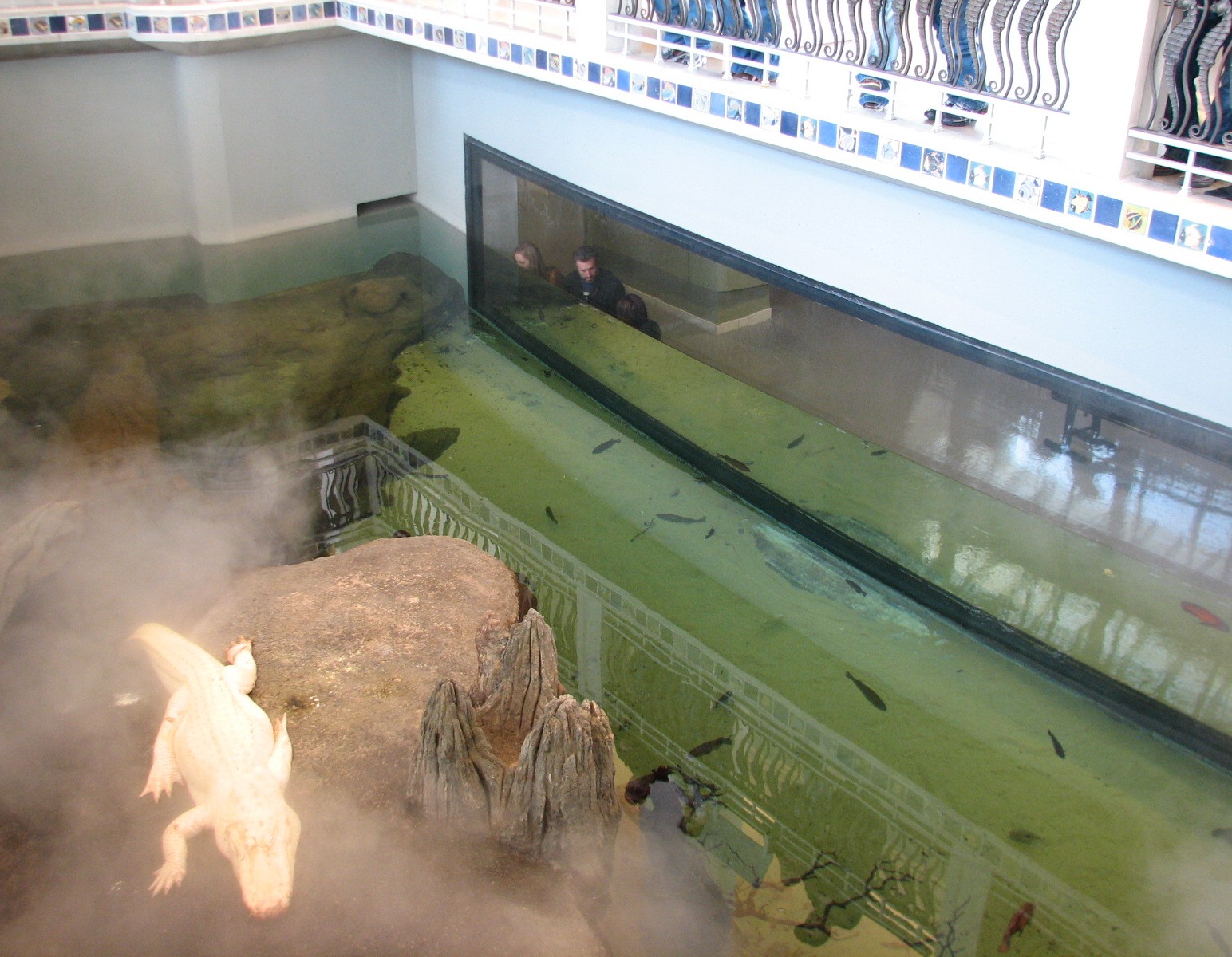 California Academy of Sciences - Steinhart Aquarium's Alligator Exhibit